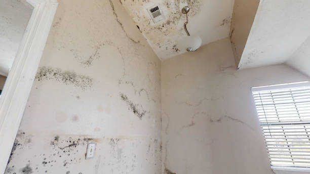 Best Forensic Mold Investigation  in Chambersburg, PA