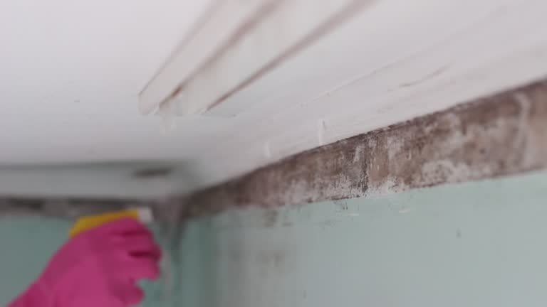 Best Basement Mold Removal  in Chambersburg, PA